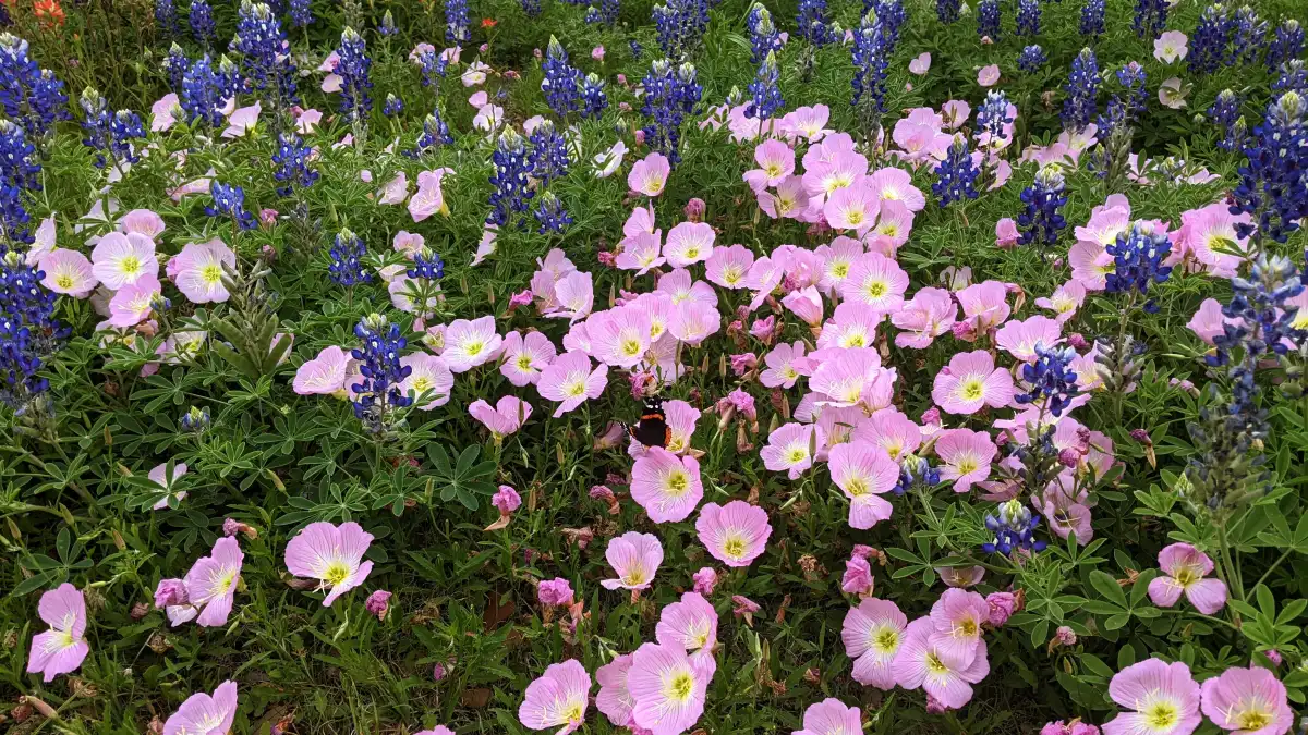 Iconic Texas Wildflowers