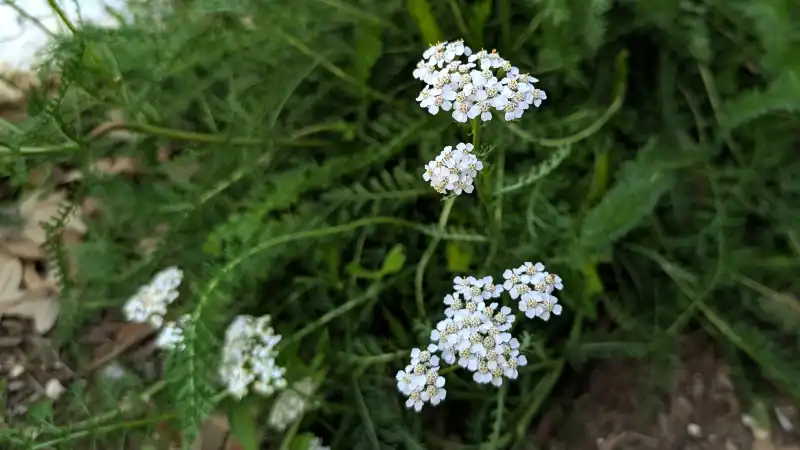 Common Yarrow