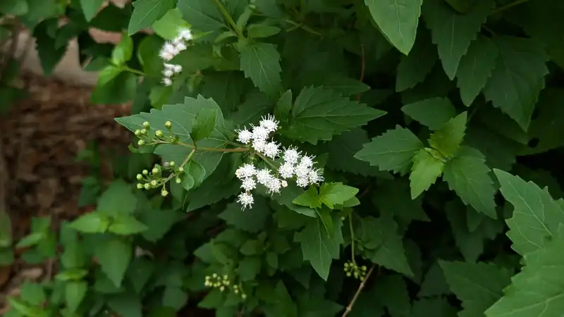 White Mistflower