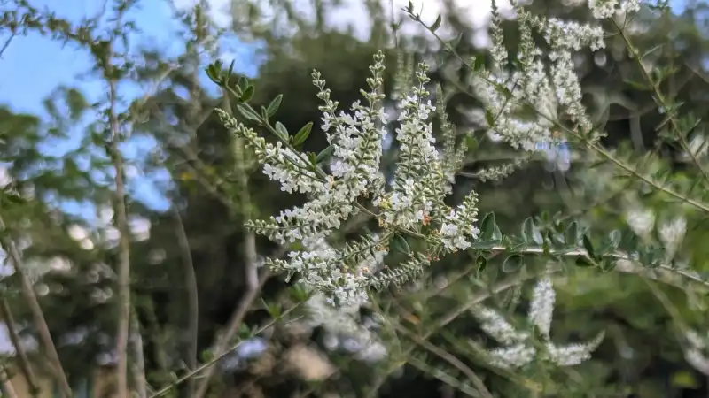 Whitebrush