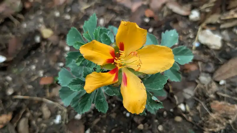 Yellowshow