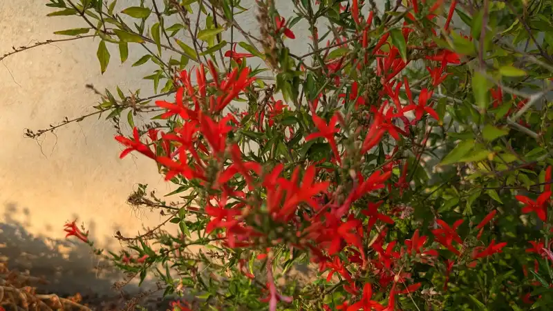 Flame Acanthus