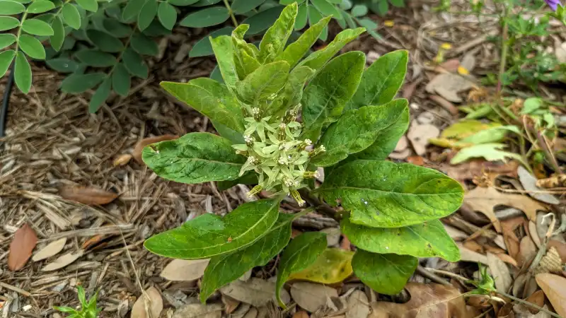 Zizotes Milkweed
