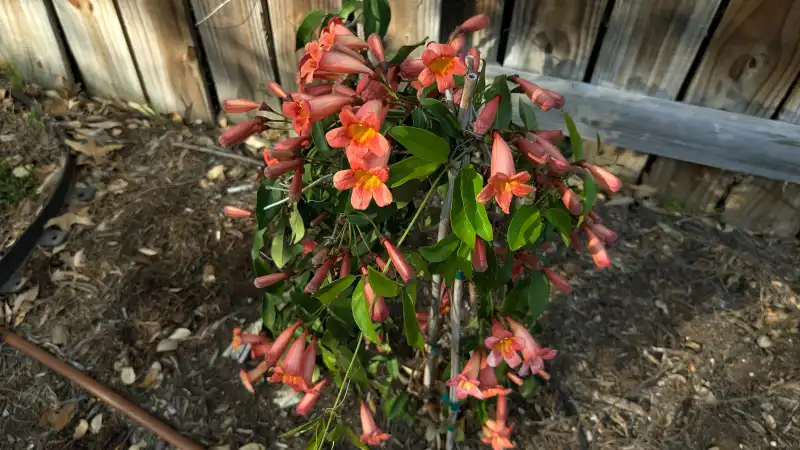 Crossvine