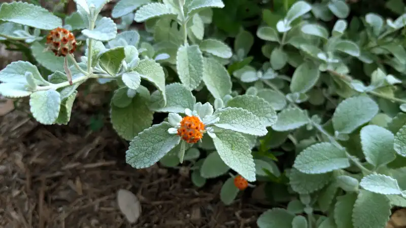 Woolly Butterfly Bush
