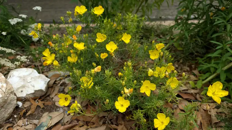 Sundrops