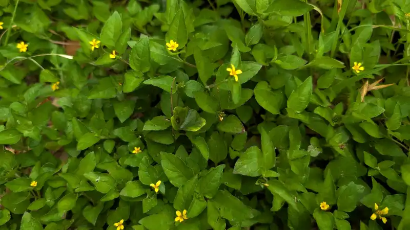 Horseherb