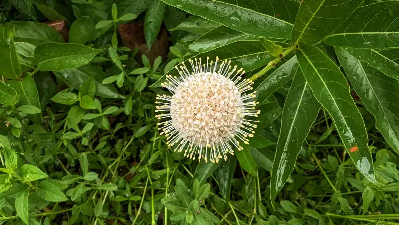 Buttonbush