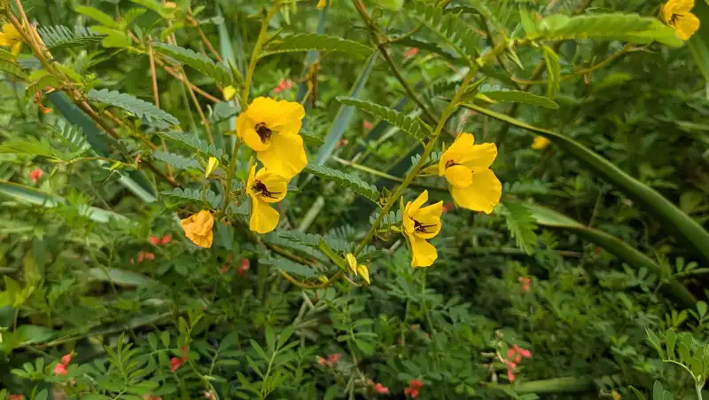 Partridge Pea