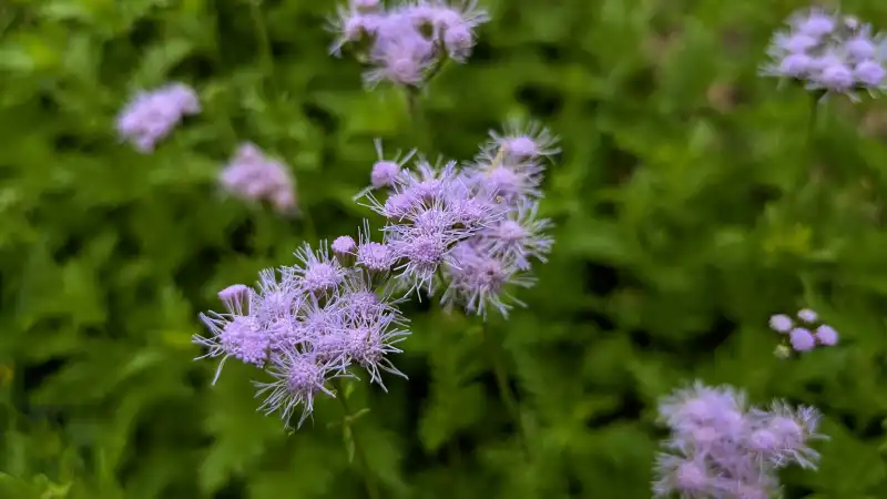 Gregg's Mistflower