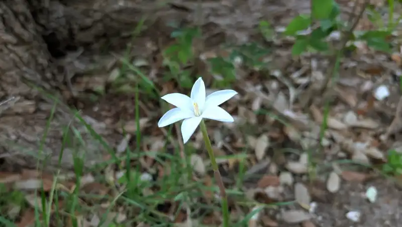 Rain Lily