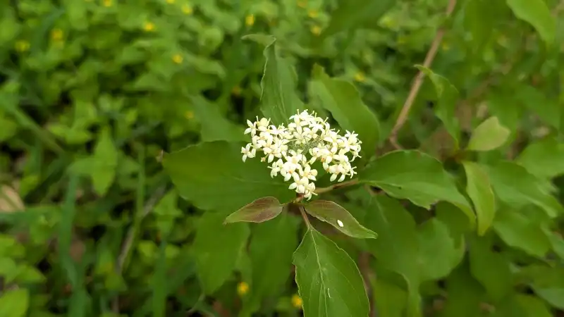 Roughleaf Dogwood