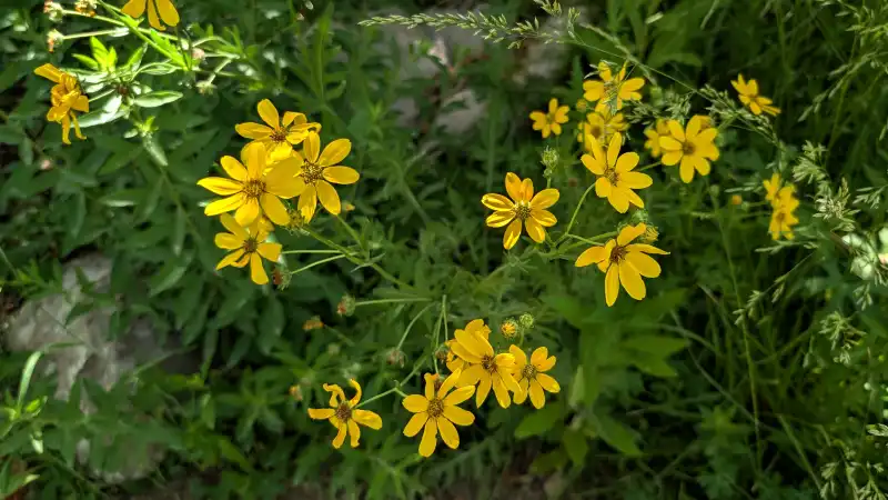 Engelmann's Daisy