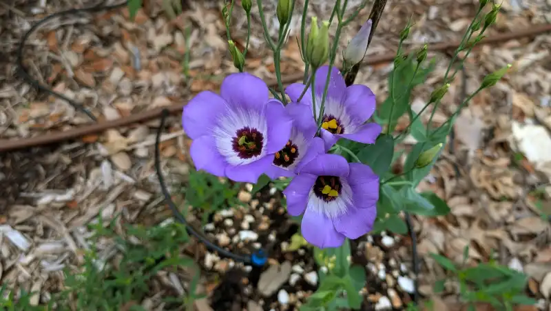 Texas Bluebell