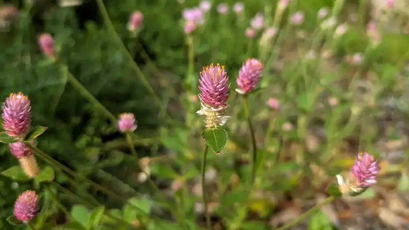 Nealley's Globe Amaranth