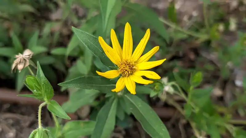 Maximilian Sunflower