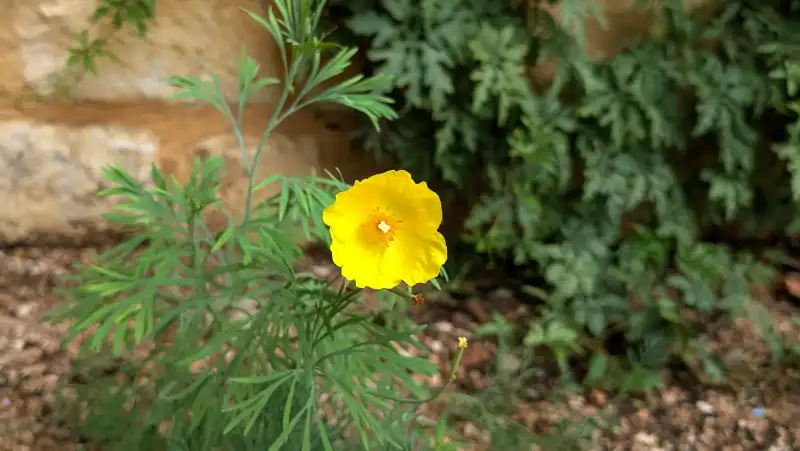 Mexican Tulip Poppy