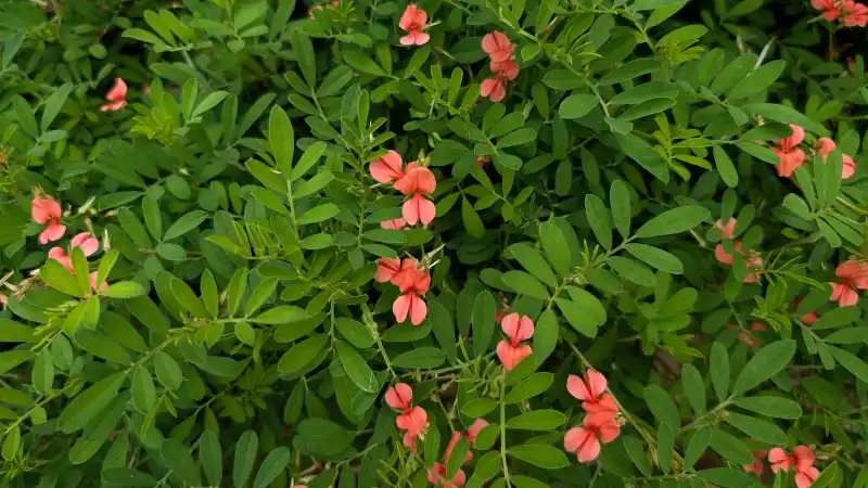 Scarlet Pea