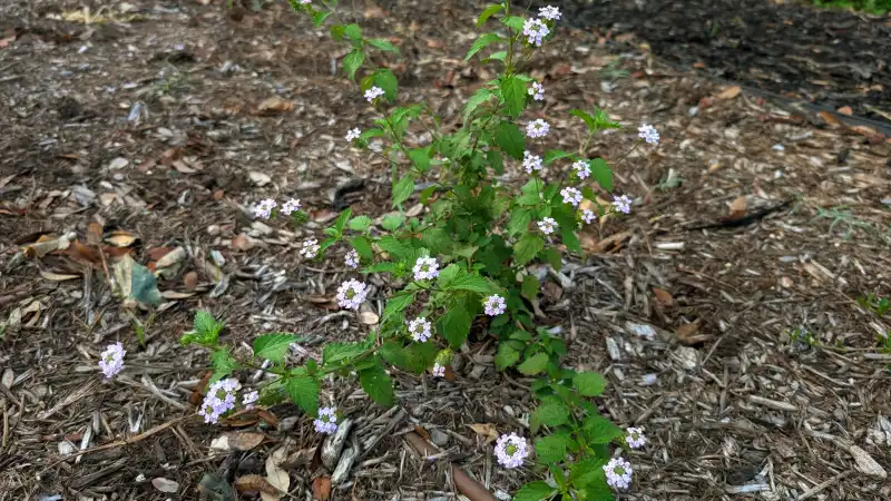 Velvet Lantana