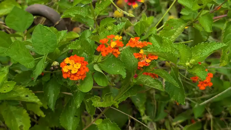 Texas Lantana