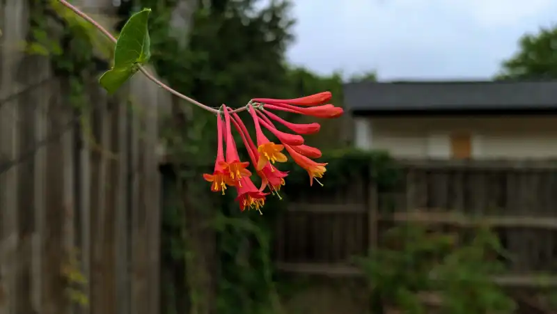 Coral Honeysuckle