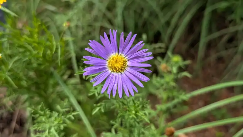 Tahoka Daisy