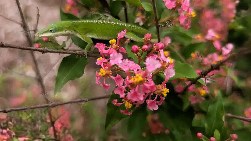 Barbados Cherry