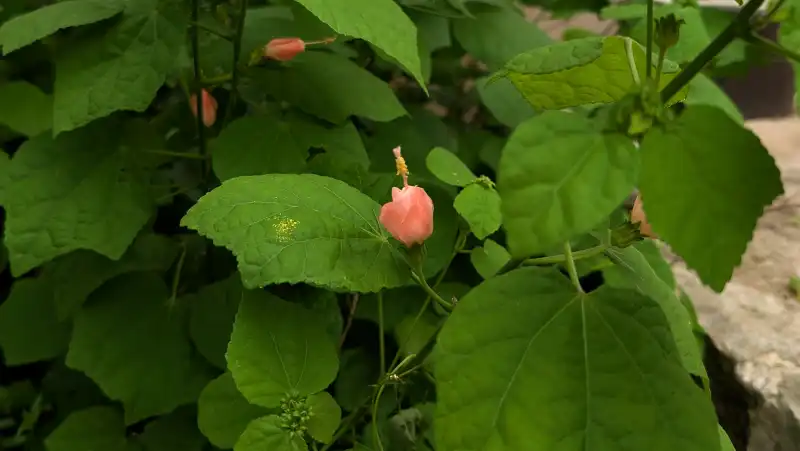 Turk's Cap