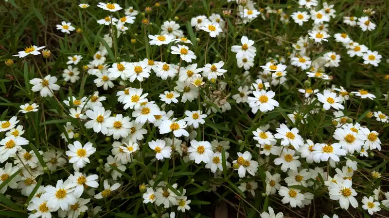 Blackfoot Daisy