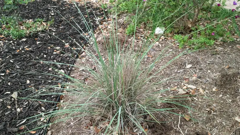 Big Muhly