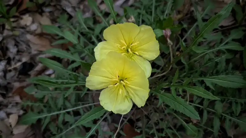 Stemless Evening Primrose