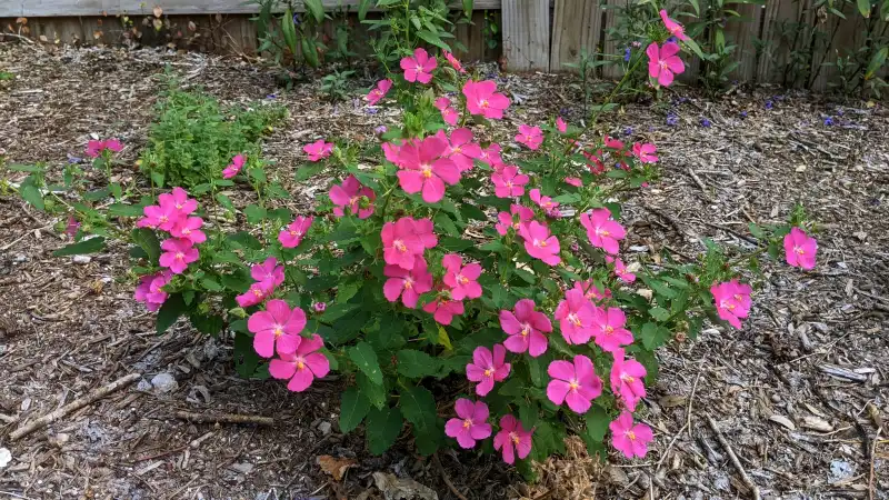Rock Rose