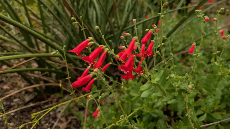 Rock Penstemon