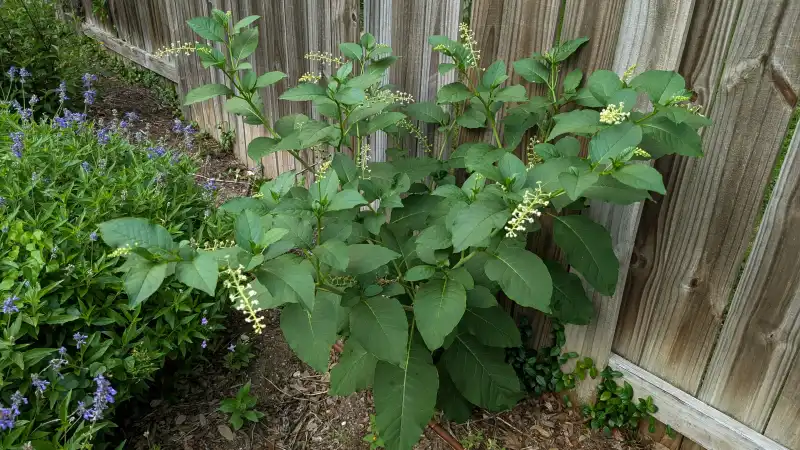 American Pokeweed