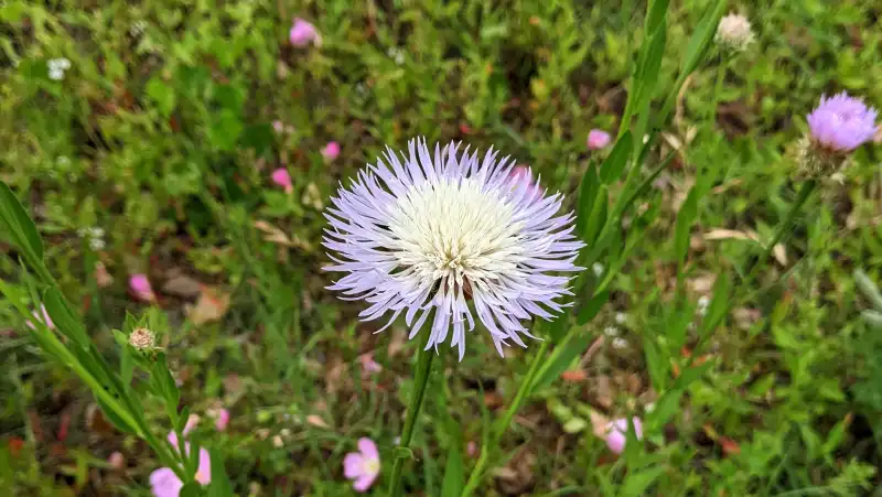 American Basket-flower