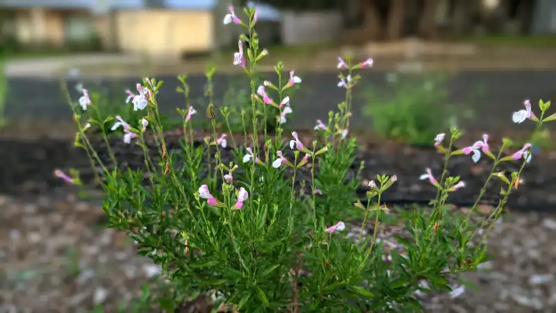 Autumn Sage