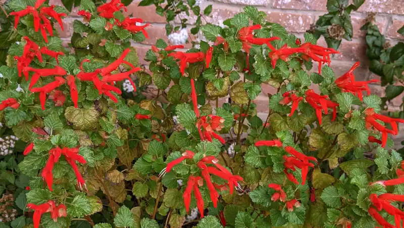 Mountain Sage