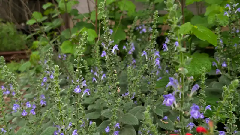 Heartleaf Skullcap