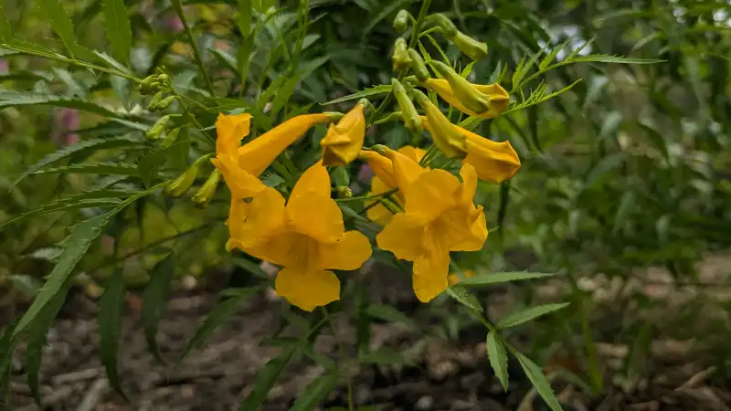 Esperanza