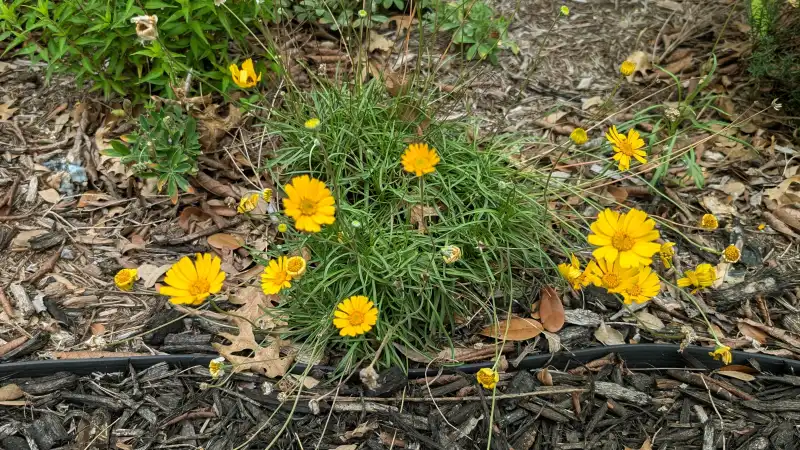 Four-nerve Daisy