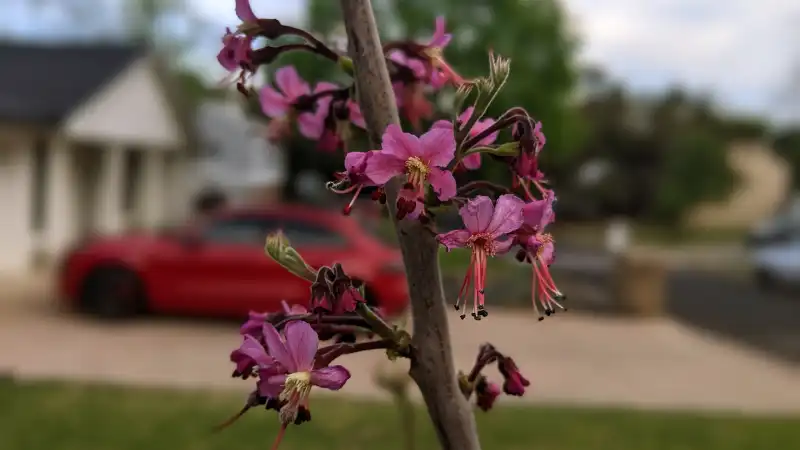 Mexican Buckeye