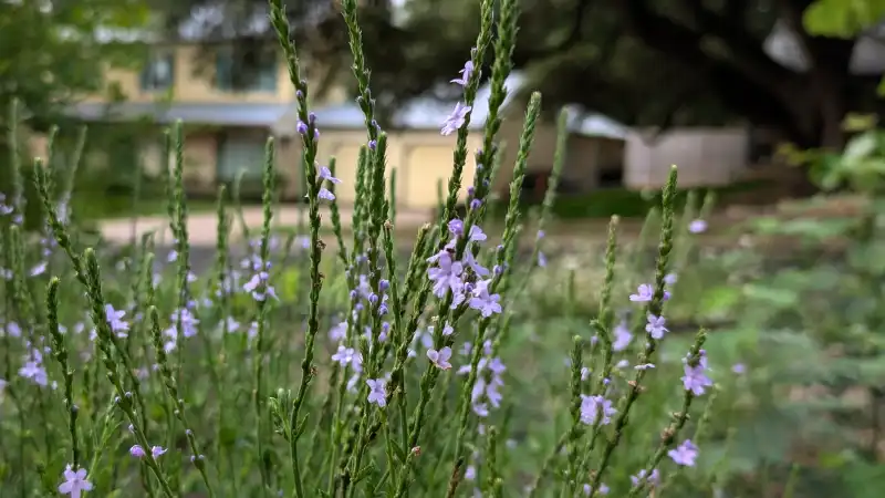 Gulf Vervain
