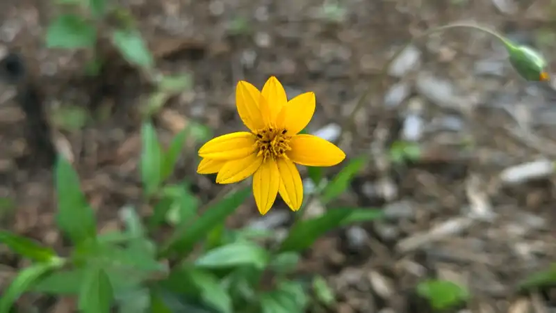 Zexmenia